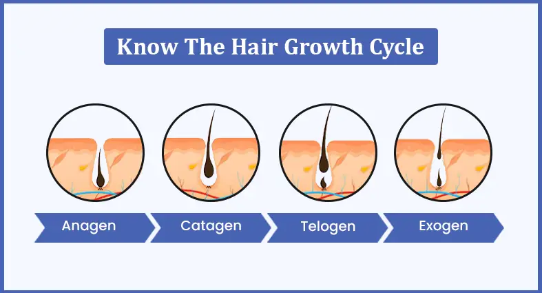 Know the Hair Growth Cycle - Mehektagul Derma Clinic